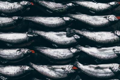 Fish Storage Hygiene
