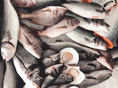 Shipment-Fish-Analysis