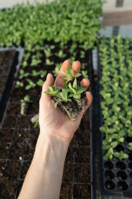 Agriculture Soil green