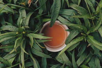 Analysis of origin Tea